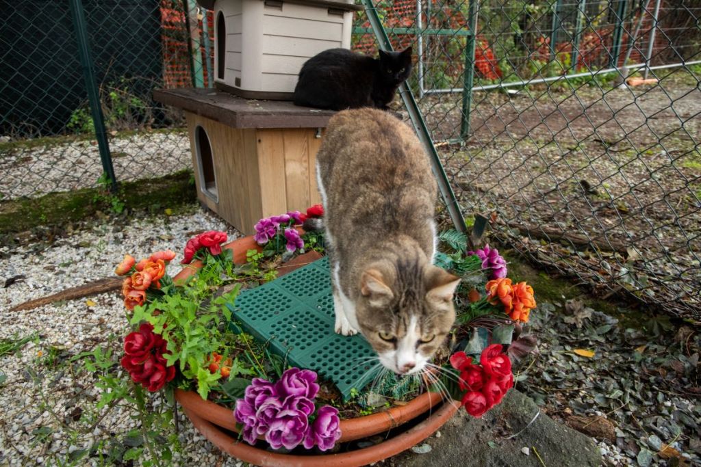 Empoli, porte aperte al gattile, cinque giorni per conoscere da vicino i piccoli ospiti