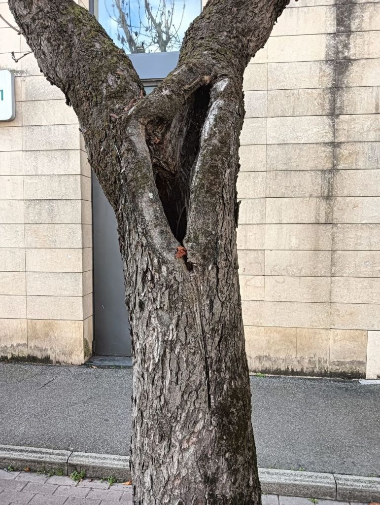 Certaldo, manutenzione alberi e sicurezza: in programma potature e abbattimenti