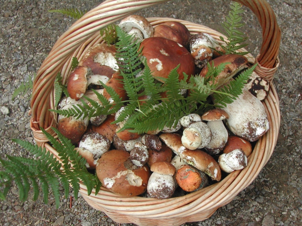 Inizia la stagione dei funghi in Toscana: il decalogo di Coldiretti per la corsa ai porcini