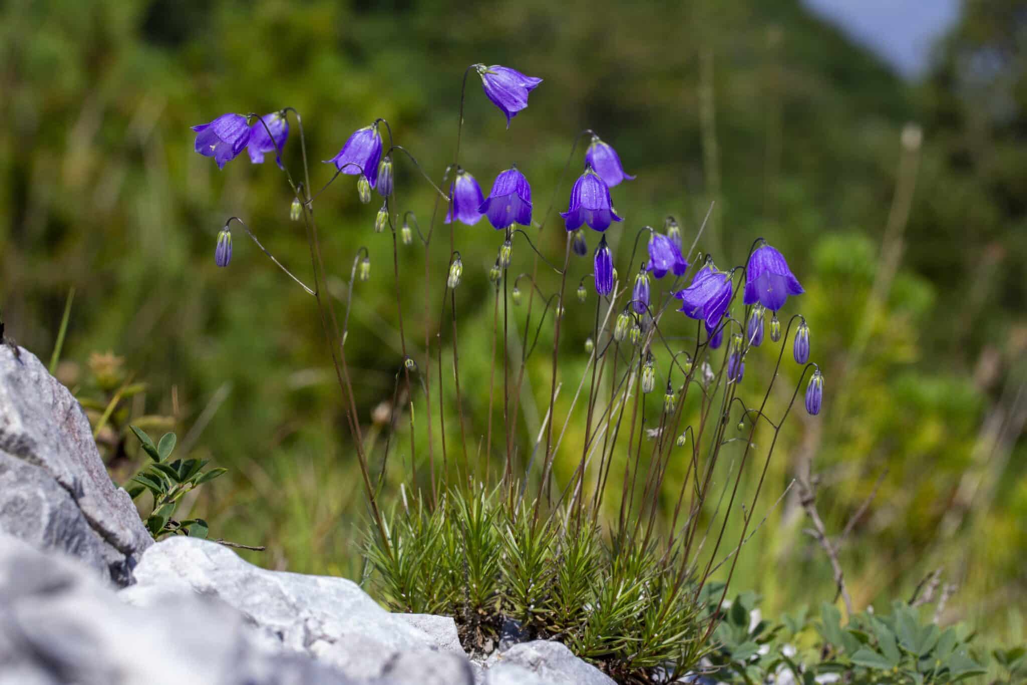 Un gruppo di ricercatori dell’Università di Siena ha scoperto un fiore mai visto prima