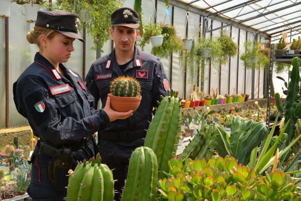 Tiene in casa 37 tartarughe in maniera illegale, fiorentino nei guai