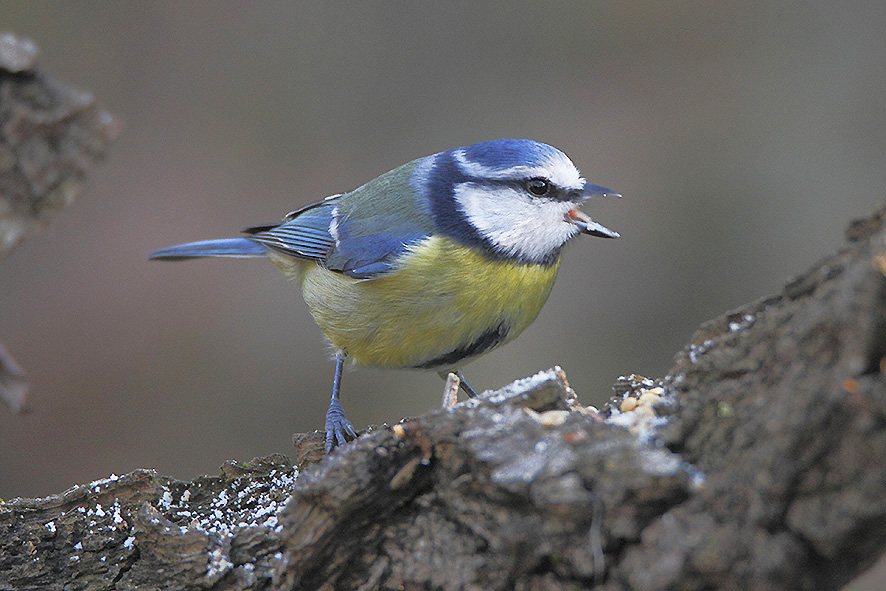 All’oasi naturale Arnovecchio il Birdwatching invernale raddoppia