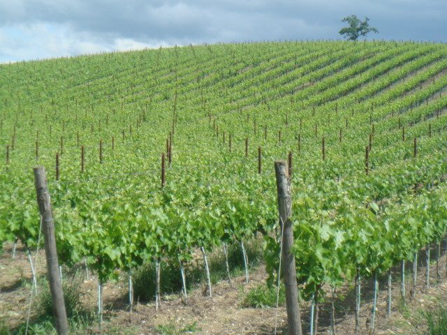 Vino, la giovane Doc che arriva dalla terra delle Grance e delle Crete Senesi