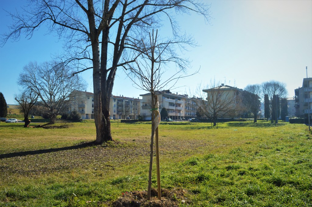 Un albero di gelso in ricordo del marito, prima donazione dall’approvazione del nuovo regolamento per il verde