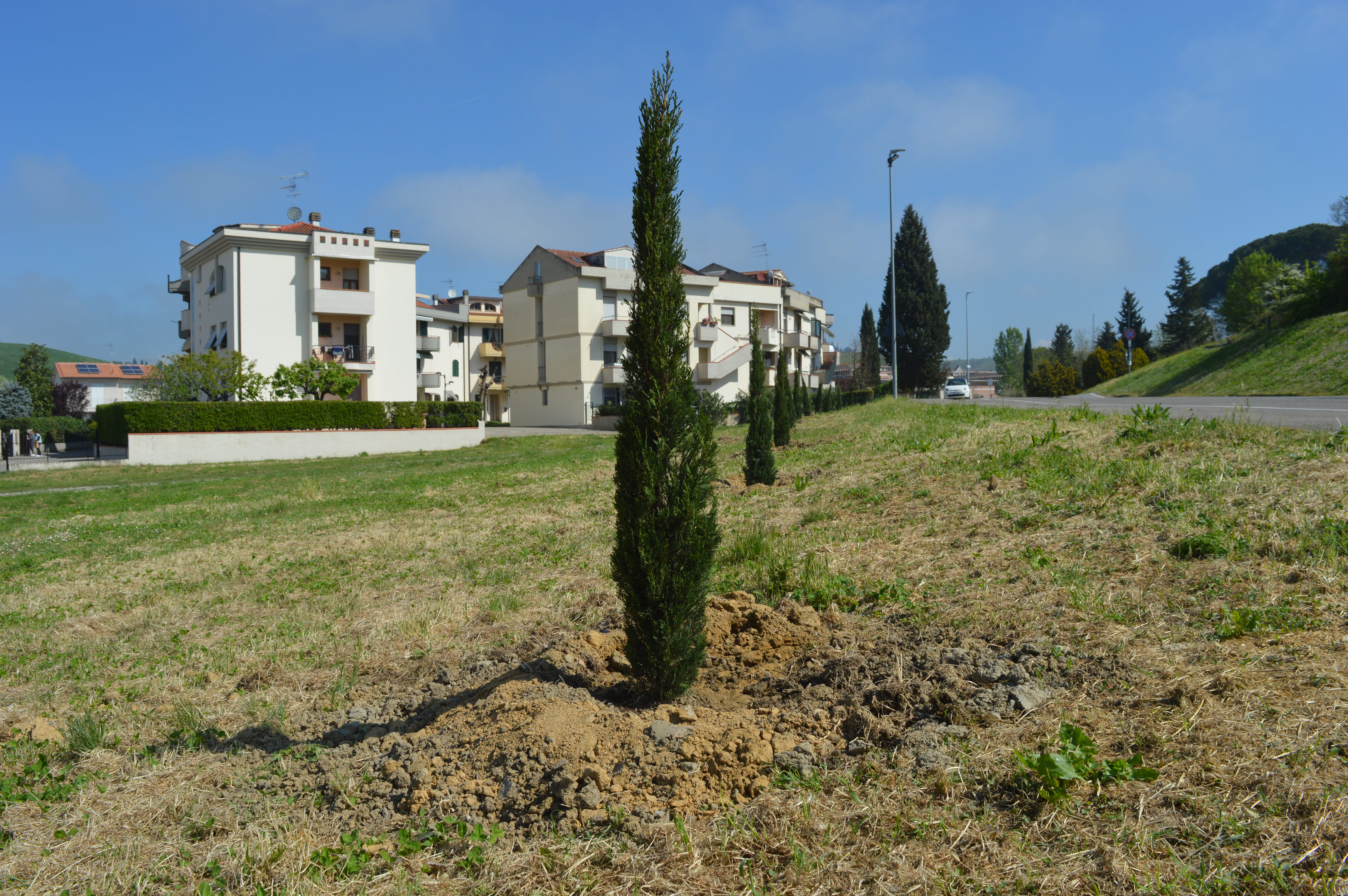 Certaldo, 54 nuove piante finanziate dalla Città Metropolitana