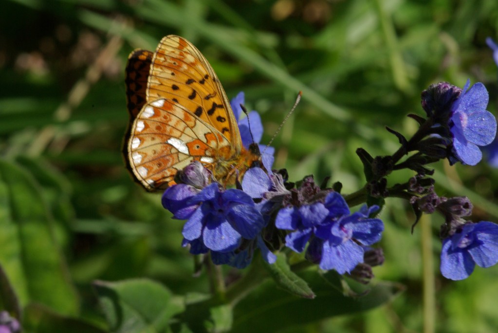 Accademia dei Fisiocritici, convegno sul  valore della biodiversità