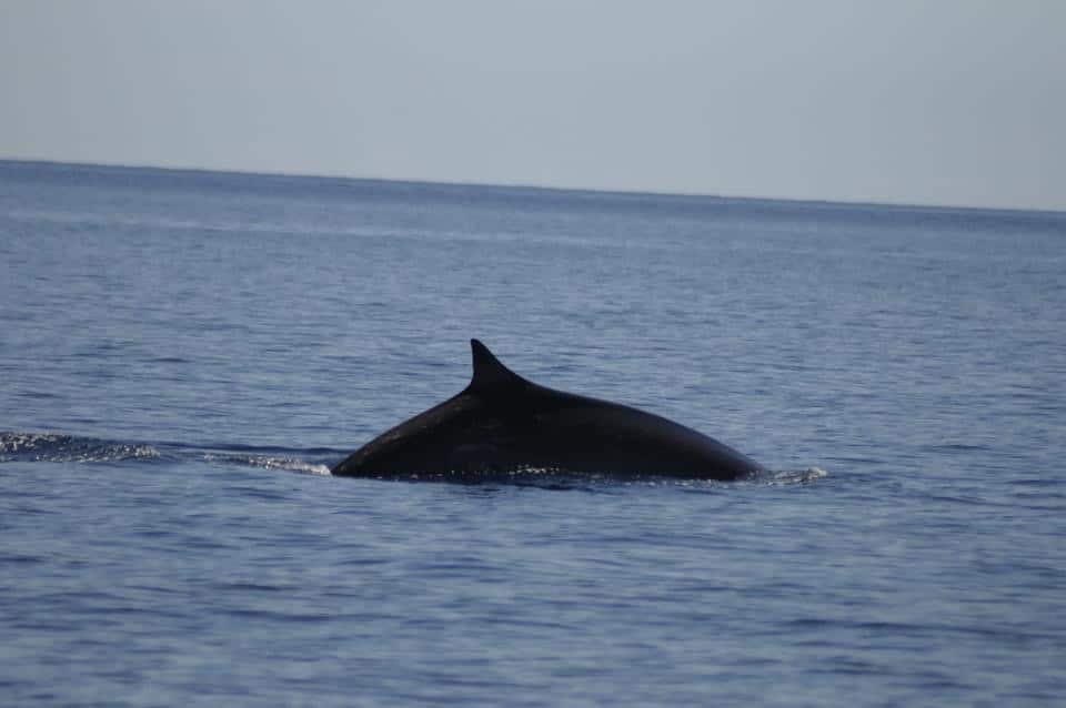 Elba, due balenottere e due delfini che giocano insieme: il video dell’eccezionale avvistamento