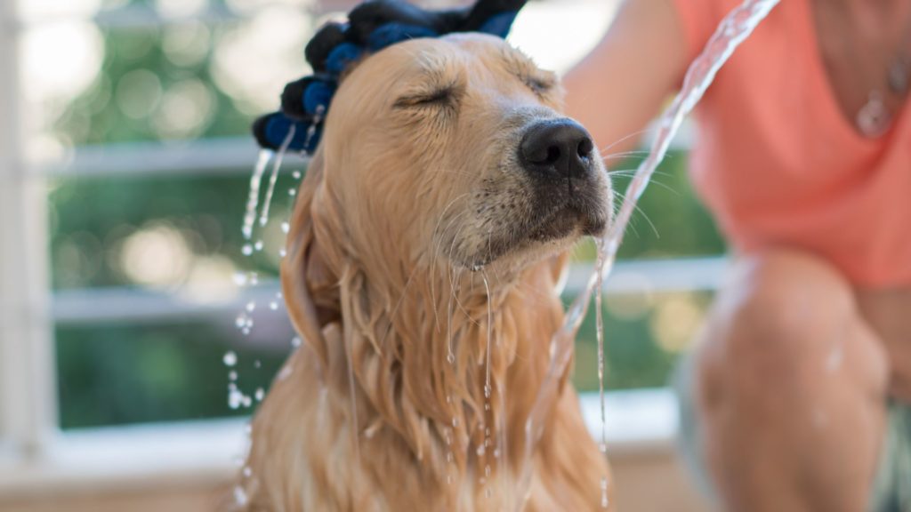 Ecco come difendere gli animali dalle alte temperature