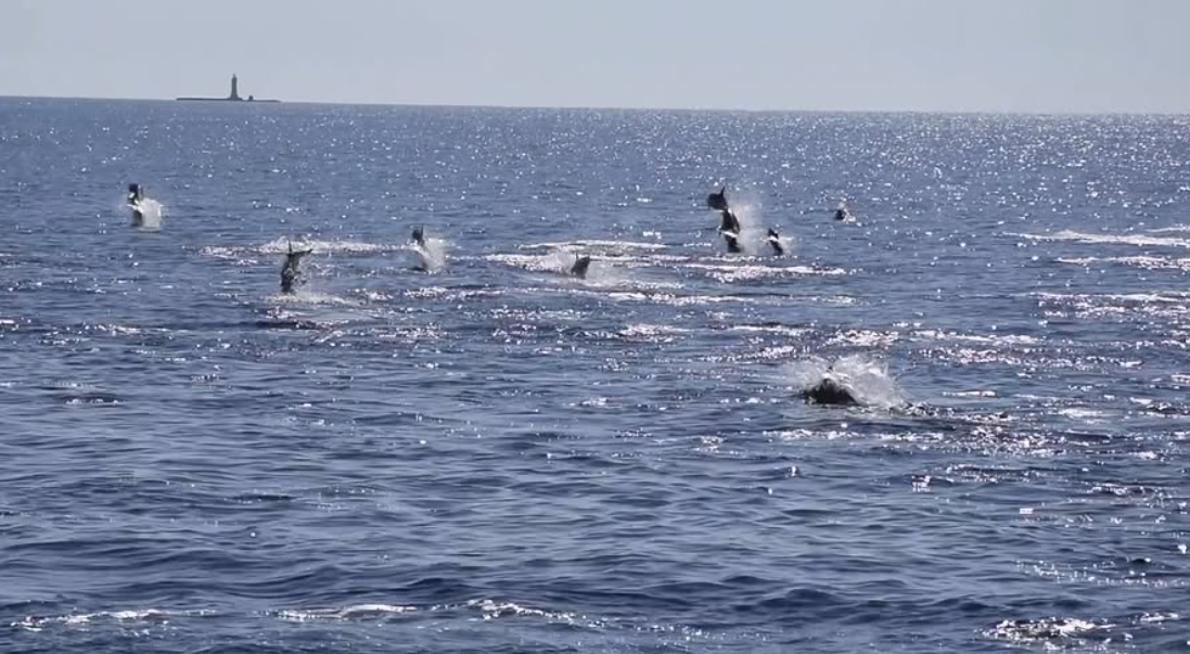 La danza dei 50 delfini nel mare dell’arcipelago toscano: l’incredibile avvistamento a Montecristo
