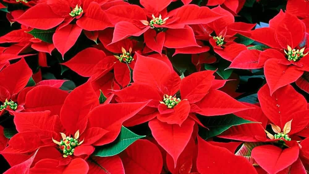Stella di Natale, tutto quello che c’è da sapere sulla pianta delle festività