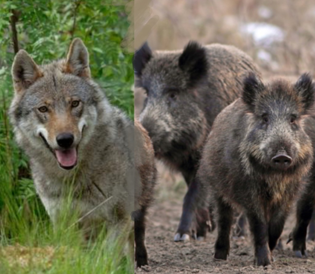 ANTA TutelaAmbiente, censimento degli animali selvatici