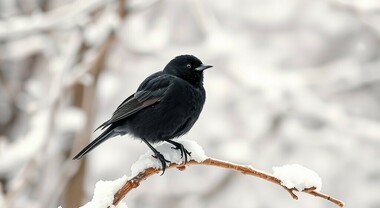 Arrivano i Giorni della merla, l’esperta: “È l’ora del riscatto dal ‘Winter Blues'”