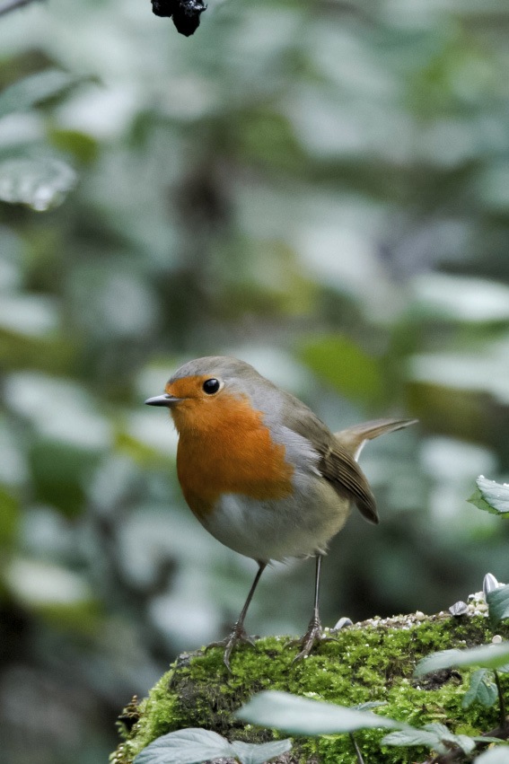 Ad Arnovecchio è tempo di “Birdgardening arbusti per la fauna selvatica”