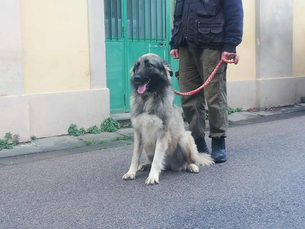 San Casciano, dall’Ucraina al Chianti. Il lungo viaggio di Roxana e Tanko in cerca di una famiglia