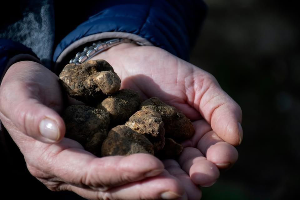 Asciano, cuore delle crete senesi, celebra il tartufo bianco