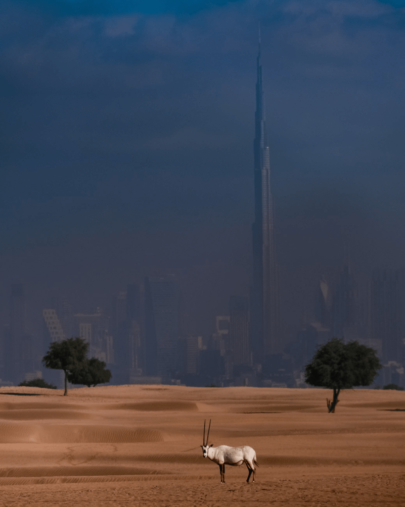 Siena Awards 2024: annunciate le foto in nomination per il Drone Photo Awards e il Creative Photo Awards