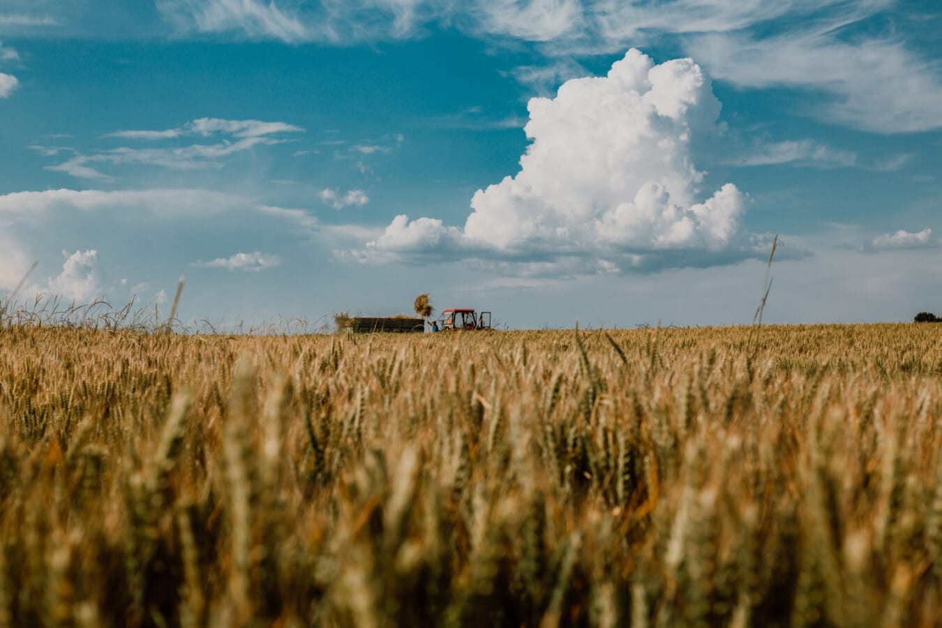 Cibo sano, stop agli sprechi e sostenibilità: ecco il futuro dell'agricoltura