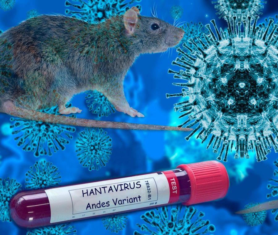 Hantavirus: cos'&egrave;, come si trasmette e quali sono i reali rischi pandemici