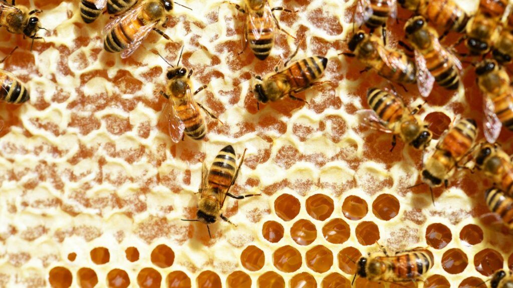 Salviamo le api e il futuro del pianeta: a Greve in Chianti i progetti degli studenti scendono in piazza