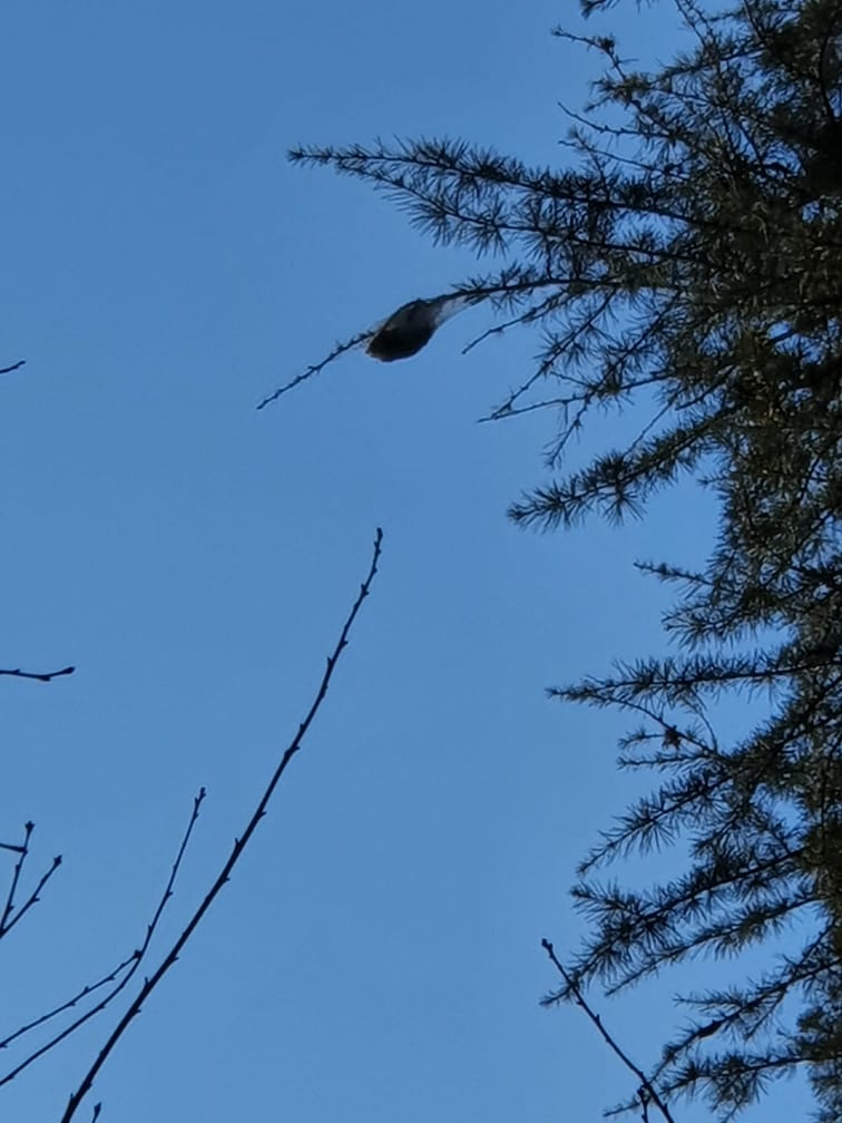 Bellavista invasa dalla processionaria, gli abitanti chiedono interventi