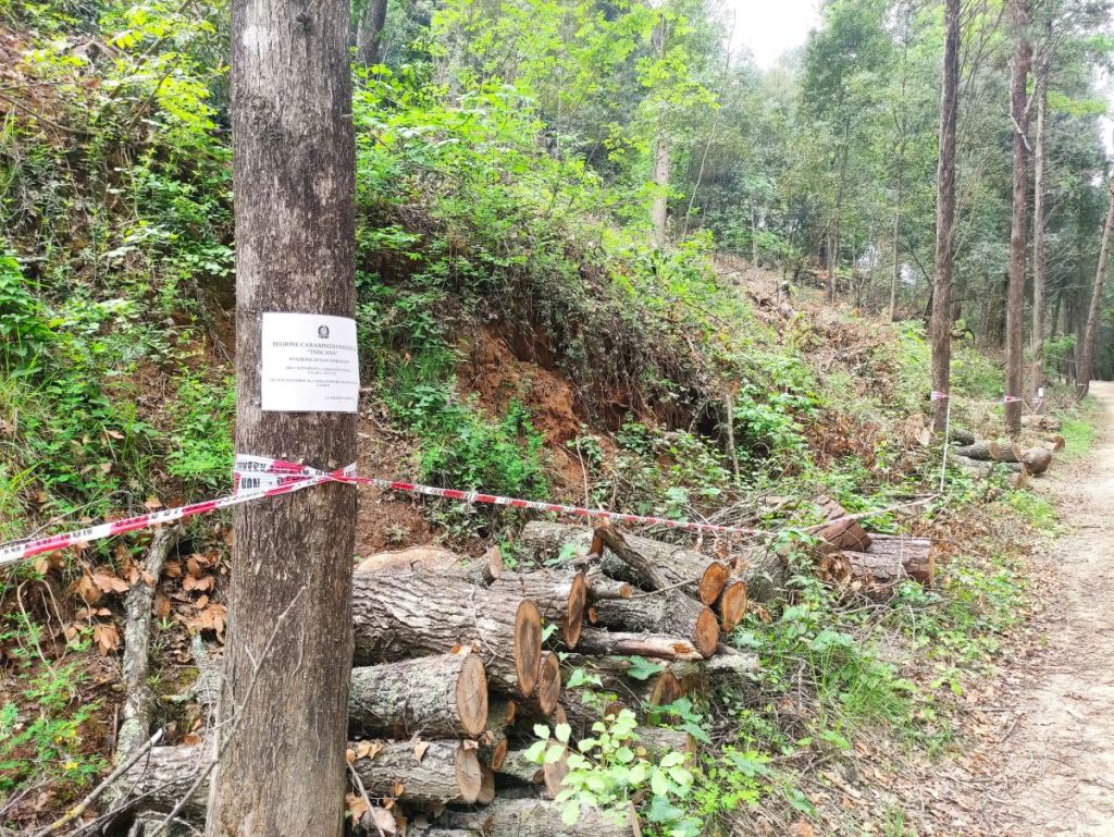 Bosco sotto sequestro a Poggibonsi