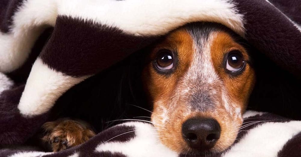 Botti di Capodanno: dieci consigli per proteggere cani e gatti