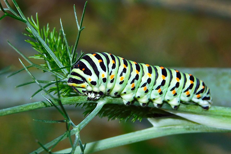 &ldquo;Birdgardening: fiori e farfalle&rdquo;, visita a tema nell&rsquo;oasi naturale protetta di Arnovecchio