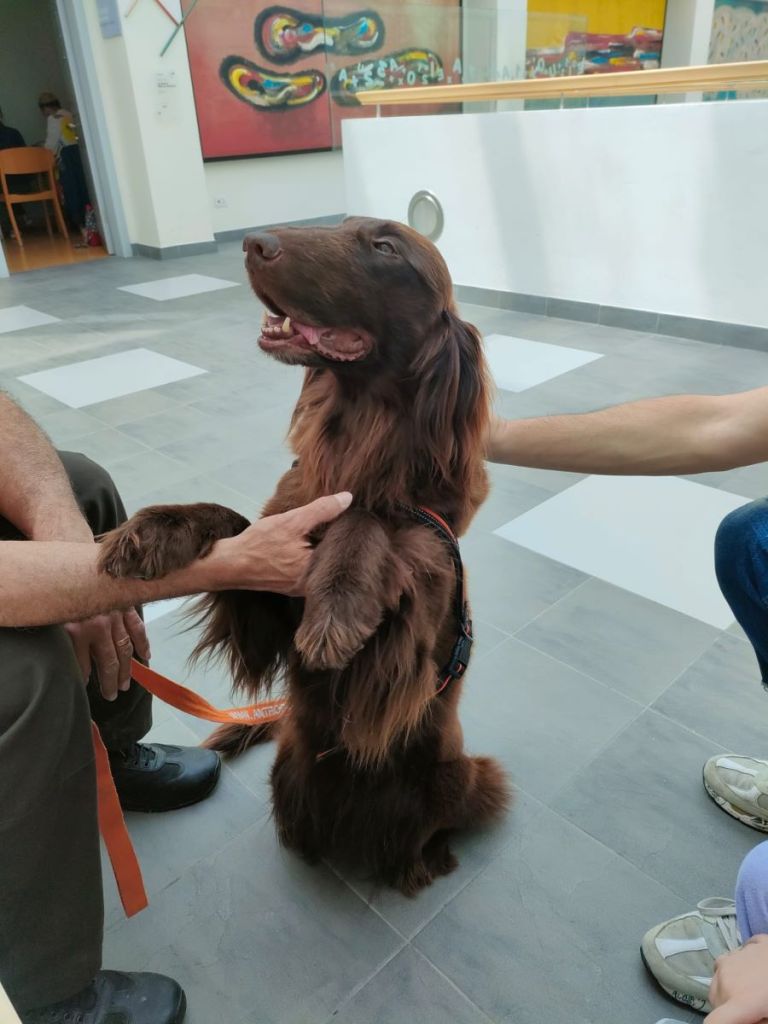 Bambina ricoverata al Meyer stringe amicizia con il cane Kia