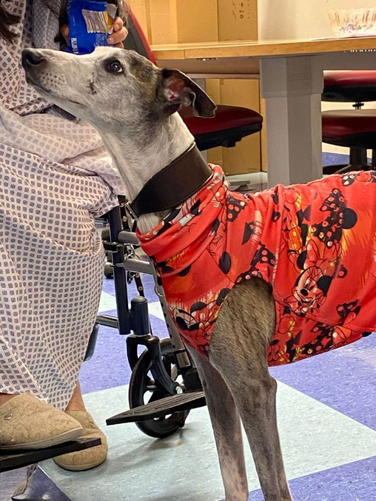 A Campostaggia il primo cagnolino in visita ad una paziente