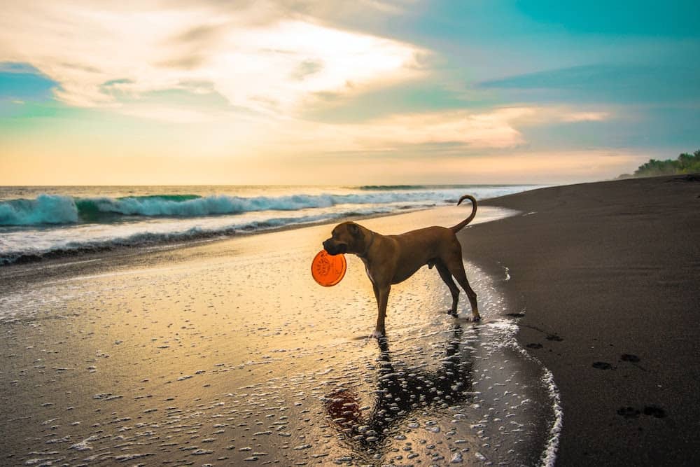 In spiaggia con il cane? Ecco le Regioni più pet-friendly d’Italia