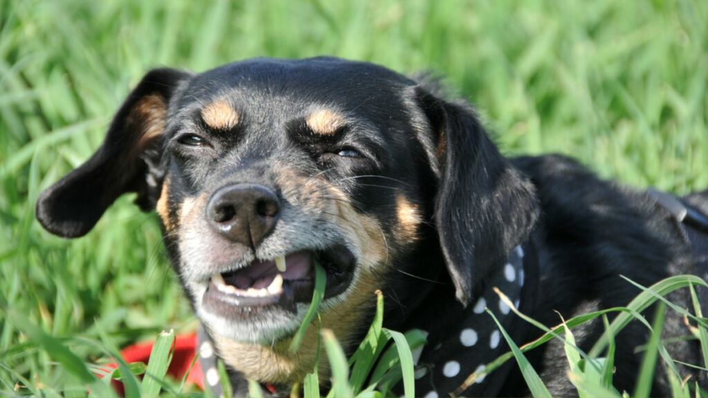 Firenze, allarme per i cani: trovate polpette ripiene di chiodi
