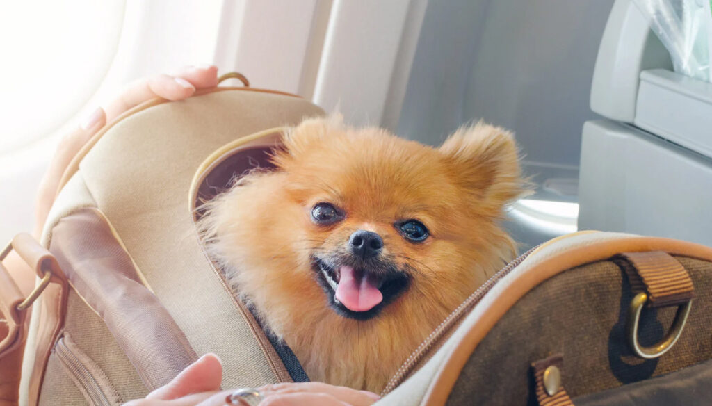 I cani (e i gatti) ora possono stare sul sedile in aereo, cambiano le regole