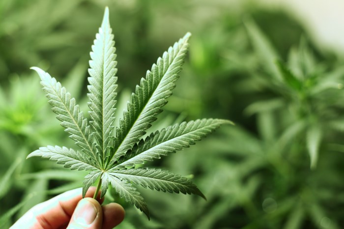 La Corte Costituzionale boccia il referendum sulla cannabis