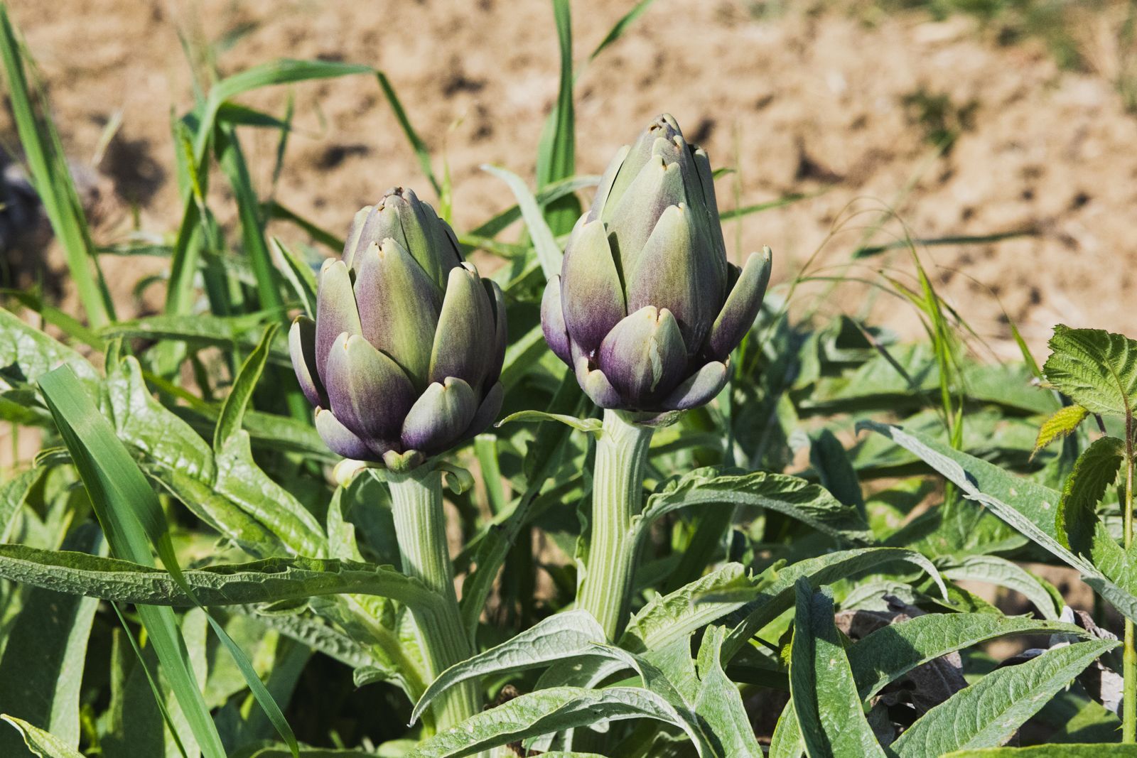 Agricoltura in Festa, ritorna domenica 17 maggio l'appuntamento al Parco di Serravalle