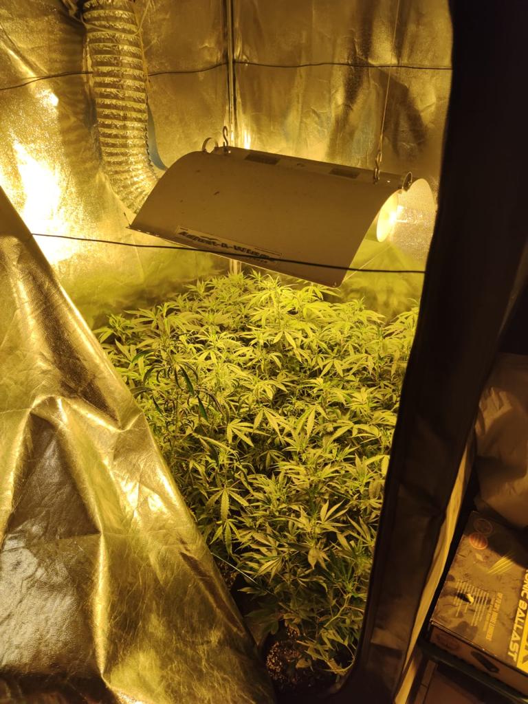 Coltiva 80 piante di marijuana in casa, arrestato 47enne di Bagno a Ripoli