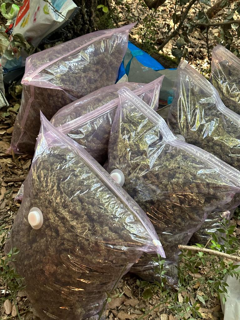 Piantagione di marijuana a Gambassi: 35 chili sequestrati e 2 arresti