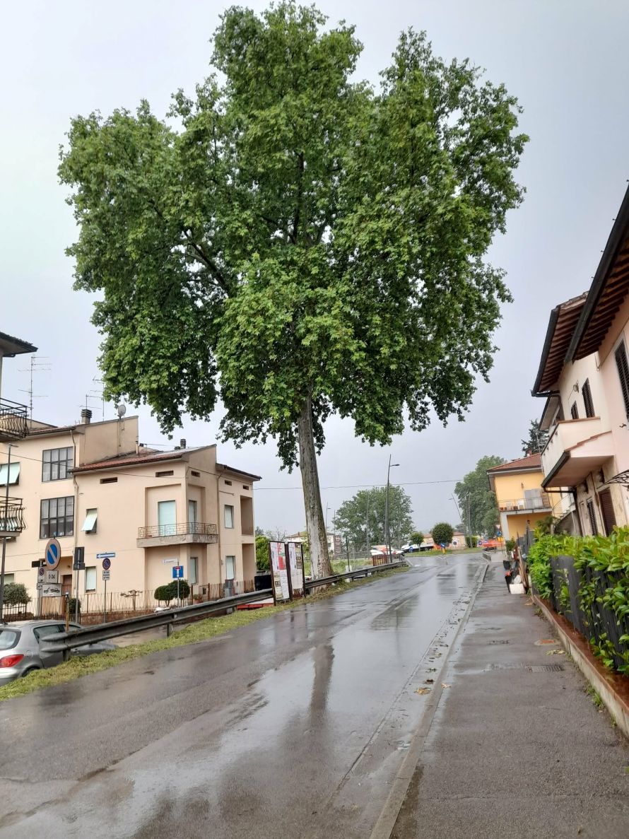 Certaldo, lavori alla rete elettrica in via del Molino: il Conalpa chiede tutele per il platano candidato a "monumentale"