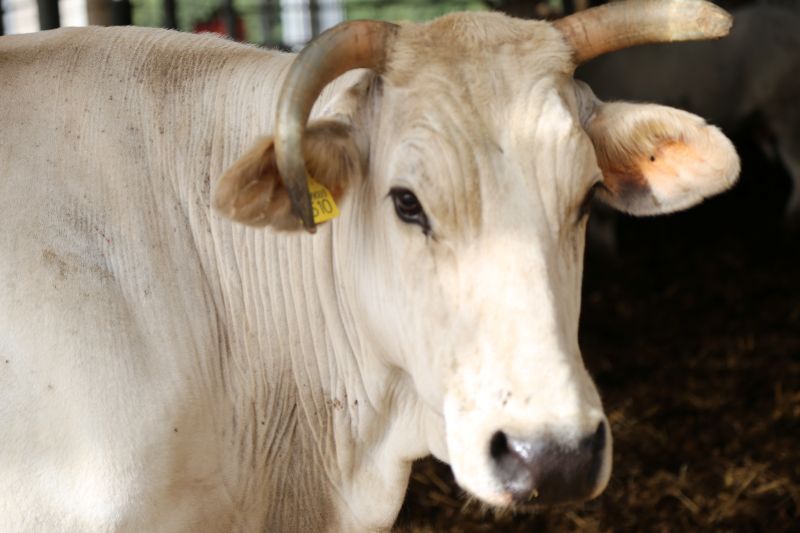 Il Consorzio di Tutela del Vitellone Bianco protagonista alla Festa della Zucca: la qualità della Chianina al centro del dibattito
