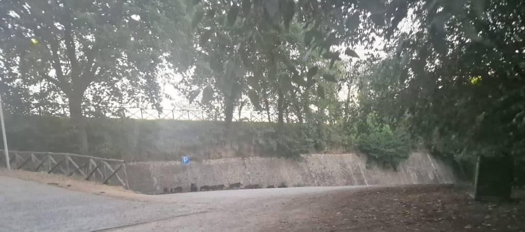 Cassero invaso dai cinghiali