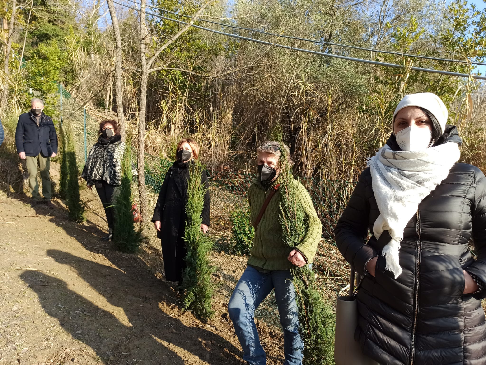 Diventano una cipresseta a  Vico gli alberi di Natale del centro di Barberino