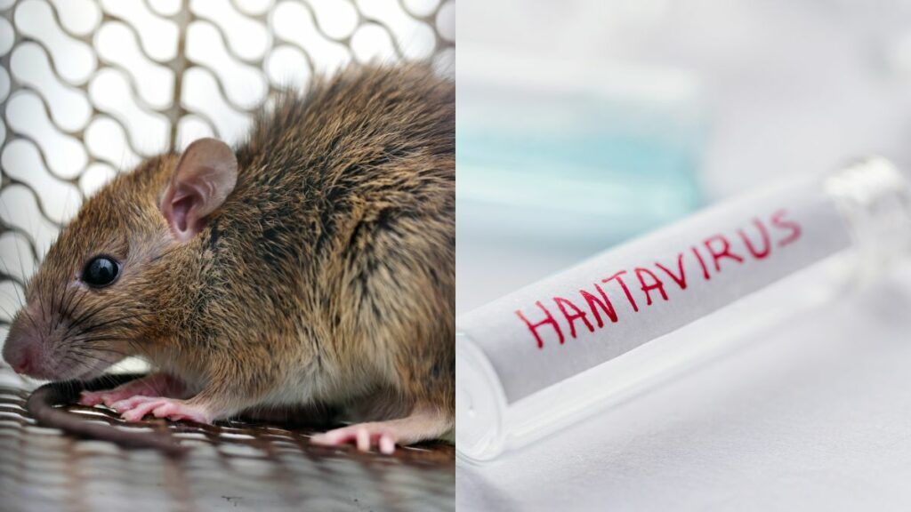 Che cos&rsquo;&egrave; l&rsquo;Hantavirus e quando potrebbe assumere un potenziale pandemico?
