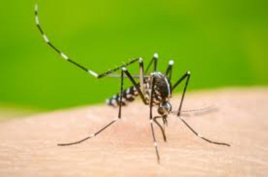 Caso di dengue a Colle Val d'Elsa: ecco cosa fare