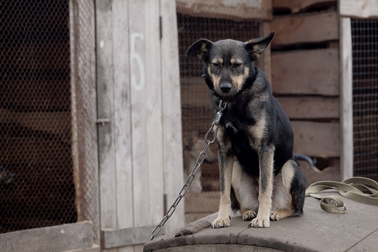 Toscana, vietato tenere cani alla catena, Giani: “Si tratta di una norma di civiltà”