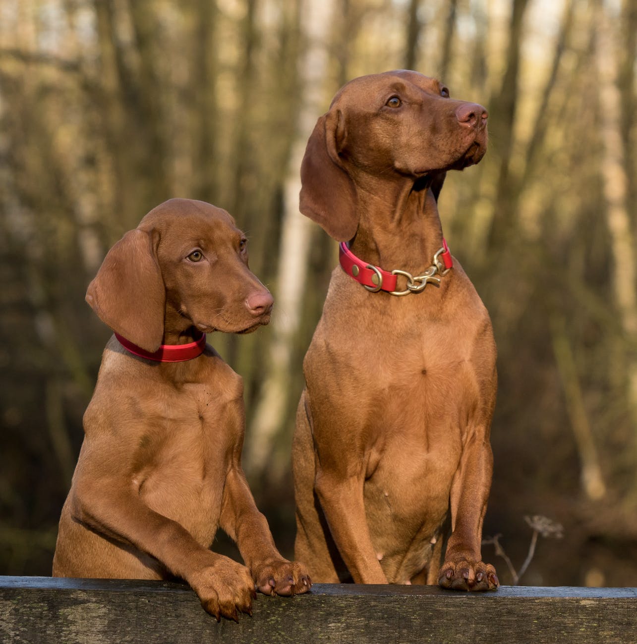 Monteriggioni, in arrivo un’area sgambamento cani a servizio della zona di Tognazza - San Martino