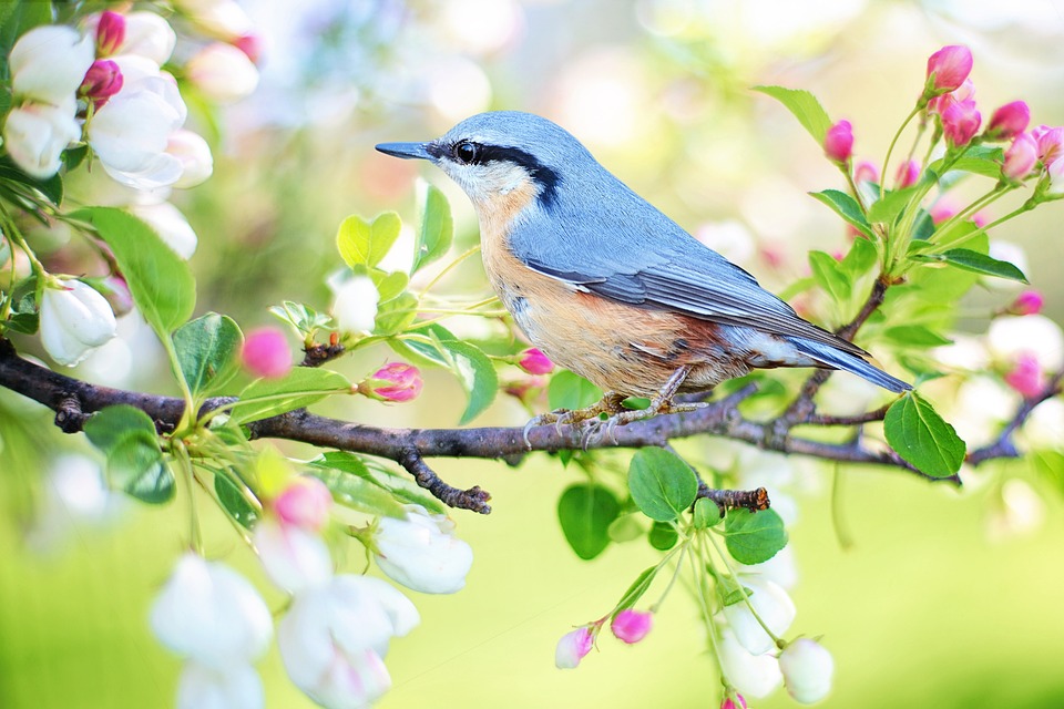 Equinozio di primavera, ecco perché quest’anno è il 20 marzo