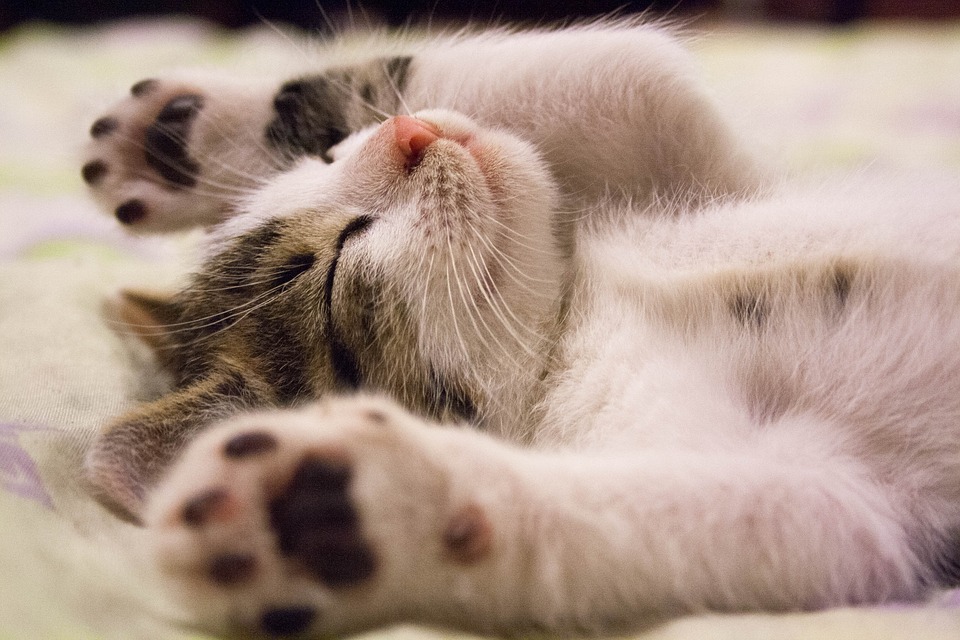 Oggi è la Festa del gatto: cinque curiosità sul mondo felino