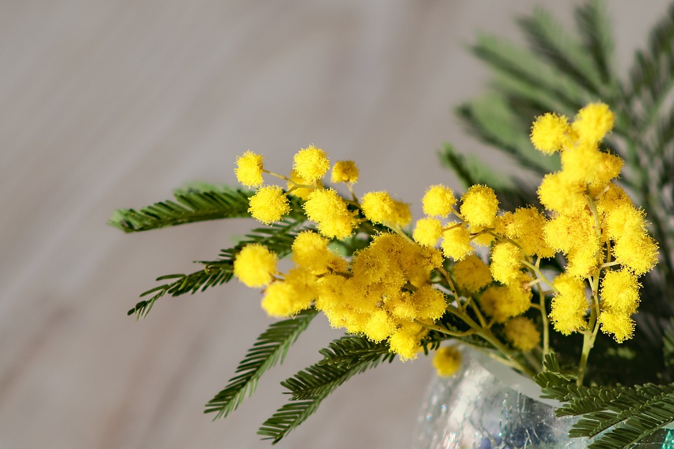Festa della donna, ecco perché si celebra l’8 marzo
