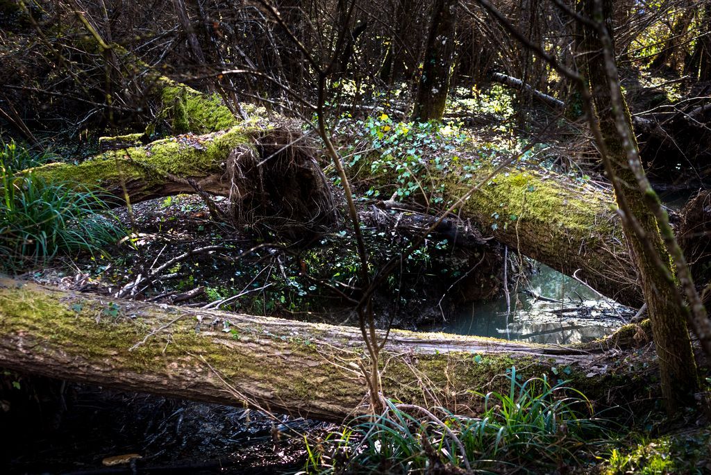 Parco dell&rsquo;Elsa pi&ugrave; sicuro: dal 3 giugno partono i lavori di manutenzione a guadi e staccionate
