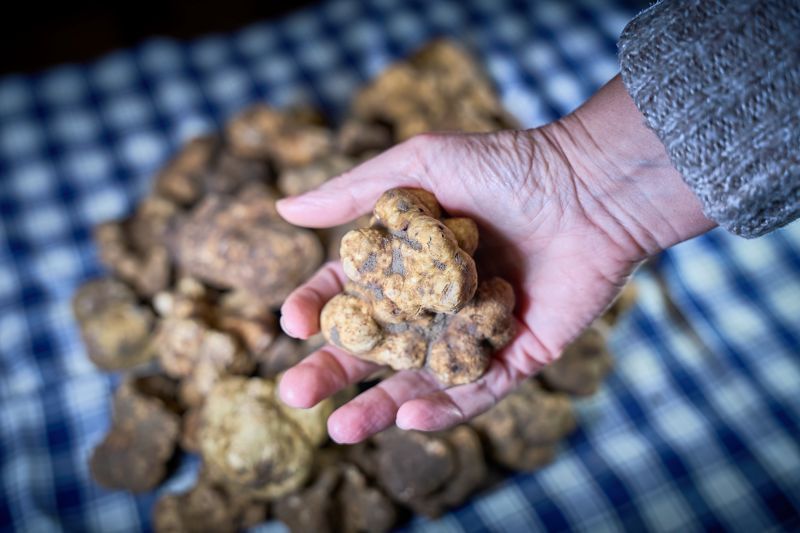 San Giovanni d'Asso capitale del Tartufo Bianco: 39ª edizione tra eccellenze e degustazioni