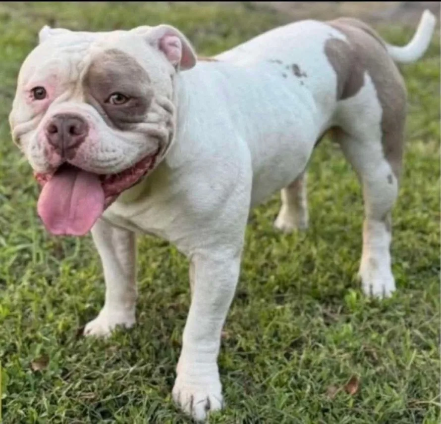 Cercasi Cleon disperatamente. Telefonata anonima informa che il cane &egrave; a Siena